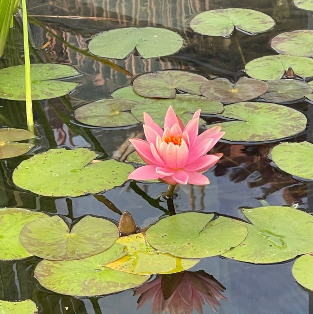 953278 胖蜜蜂宝猪