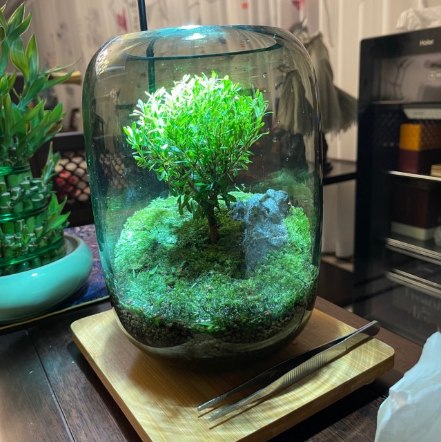 953744 隐姓埋名2