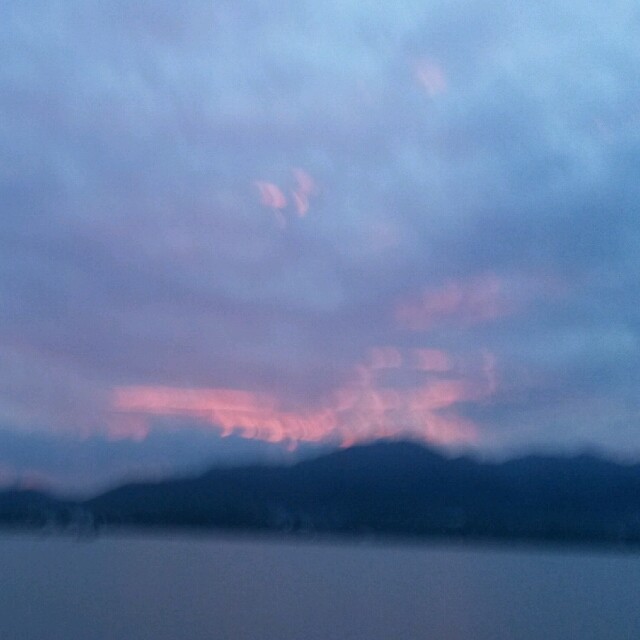 954620 映山红