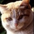 956122 老猫