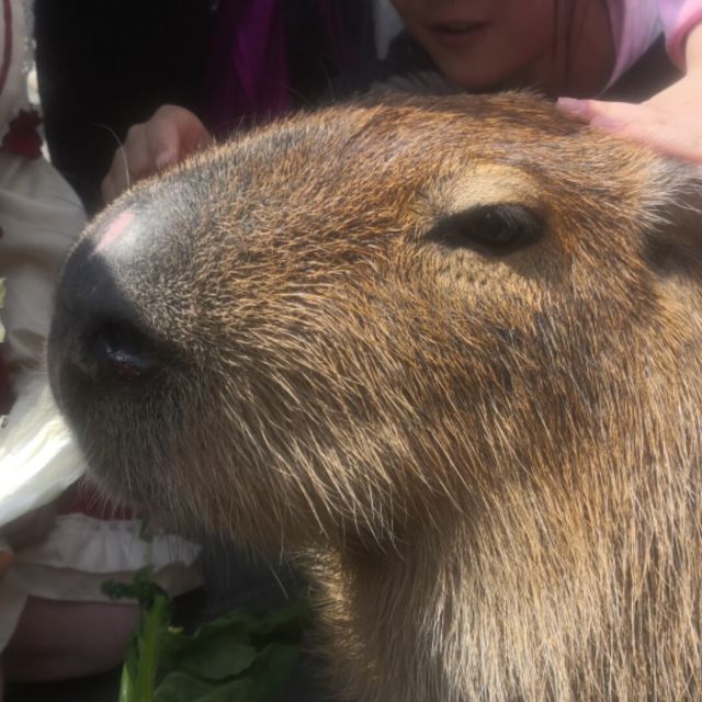 957572 卡瑞