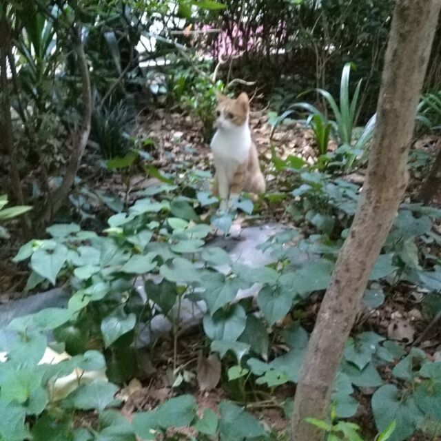 958022 猫猫