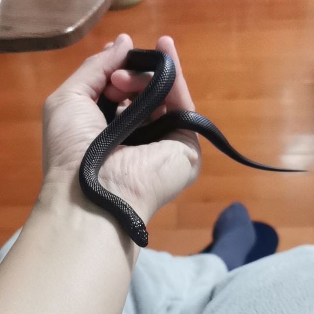 958377 包已钢