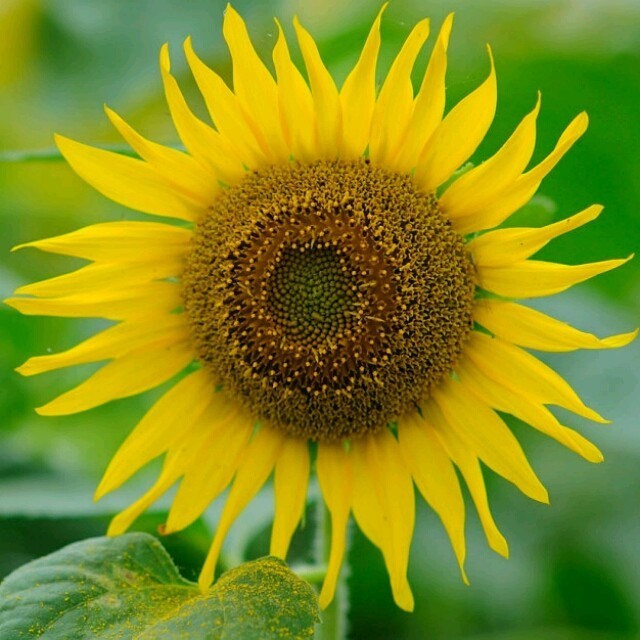 958843 sunnycai