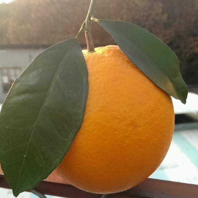 959244 孤风悠云