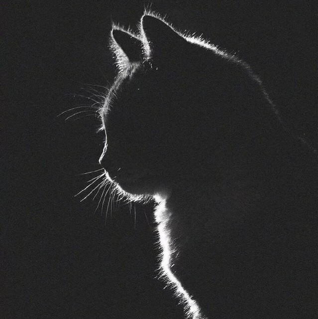 960558 黑猫