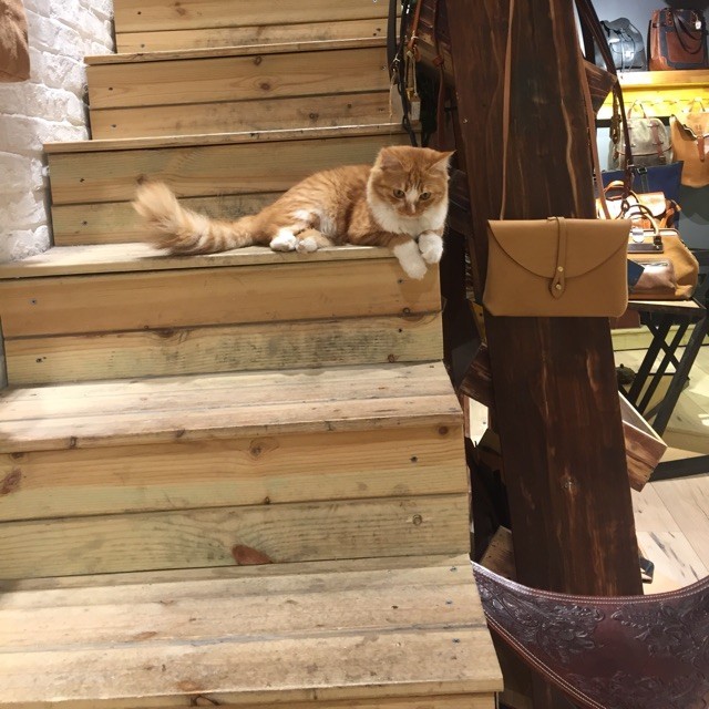 962068 婧の猫
