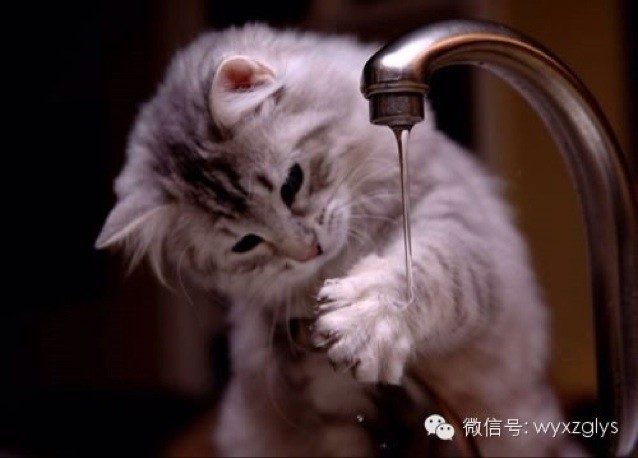 962196 猫咪