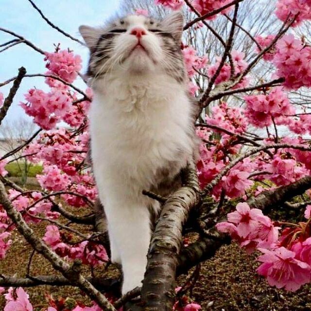 962650 贼猫