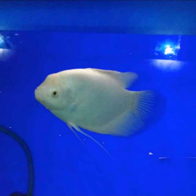 963130 星期一