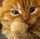 963132 磨爪猫_喵了个咪的~~~~~
