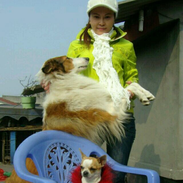 964608 爱犬陪我闯天涯