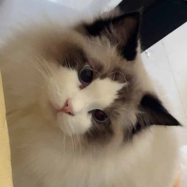966544 Alice