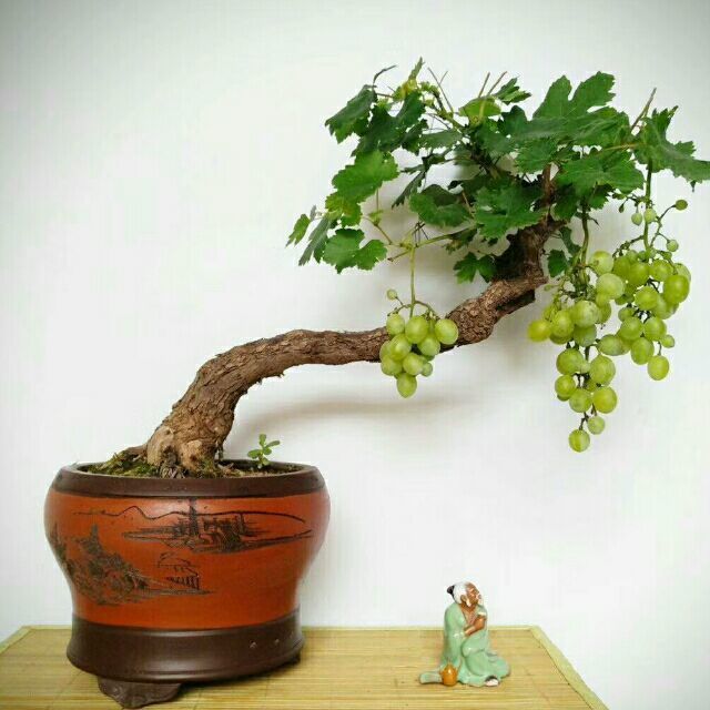 966634 会上树的猪