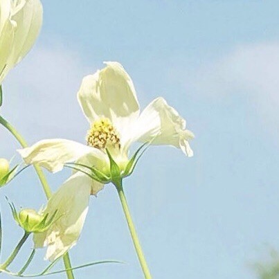 96736 丄屲、挖土豆