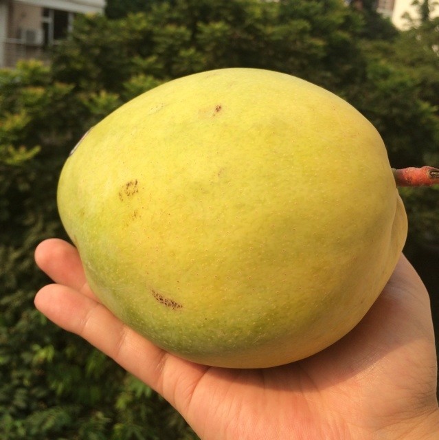 967383 大芒果