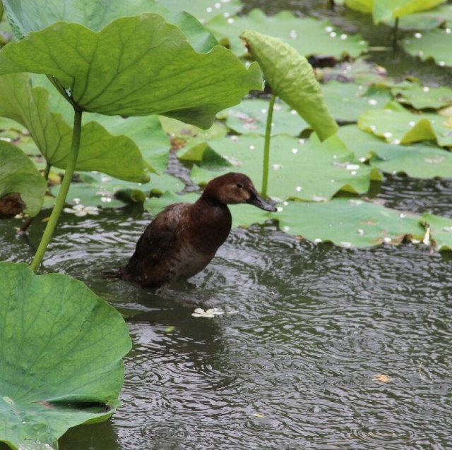 967720 流沙无语