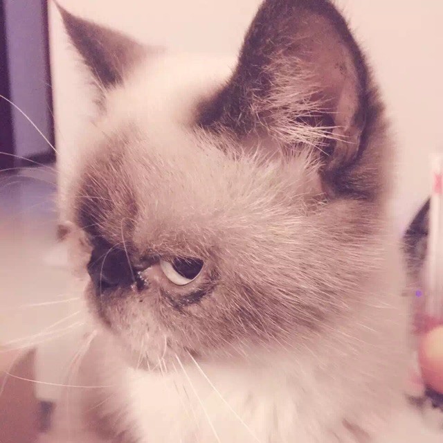 967788 蔷薇