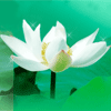 968391 石子