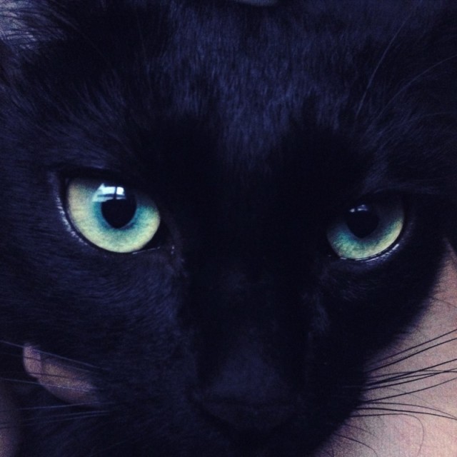 968604 瘦猫Salut.`