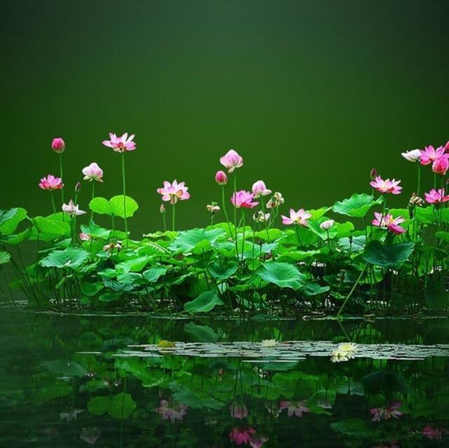 969024 伊犁的叶