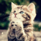 969600 不会微笑的猫