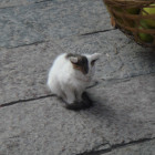 970306 sunnycat
