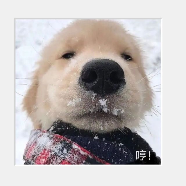 97239 ℡ /:$迪人杰