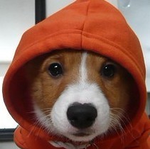 97243 笨笨狗