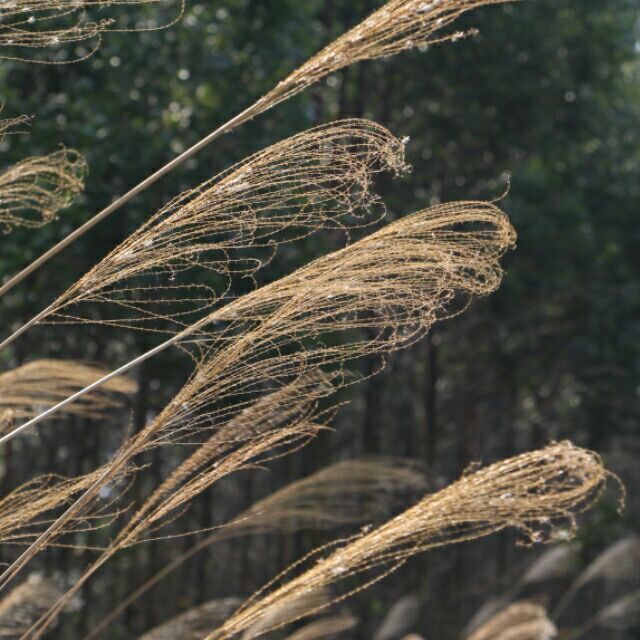 972904 经方中医谭浩天