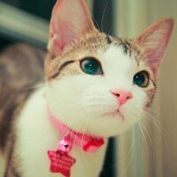 97657 /╱⒈只猫っ