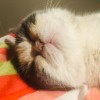 方俞飞