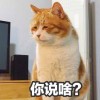 易胖的橘猫