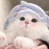 微信小海豚_24837499