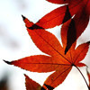 澄~清