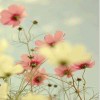 夕颜