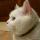 大笨猫