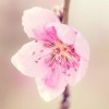 烟花