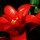 烟花易冷