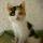 会笑的猫 