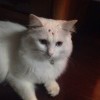 ice cat