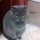 蓝猫希望