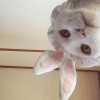    月光美少年丶