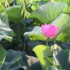花开