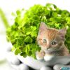 猫仙人