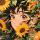 Sunshine。微笑