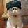 野猫