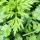 霸王花