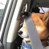 心有猛虎。