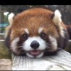 黑白良人